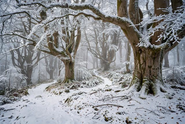 La Foresta Umbra in inverno: quando la neve trasforma il Gargano