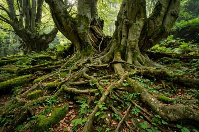 Flora e faggete vetuste della Foresta Umbra: sito UNESCO